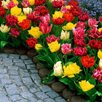 Tulpen Mischung - Tulipa murillo - Blumenzwiebeln Frühlingsblüher