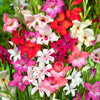 Zwerg-Gladiolen Mischung 'Nanus' (x20) - Gladiolus nanus - Blumenzwiebeln