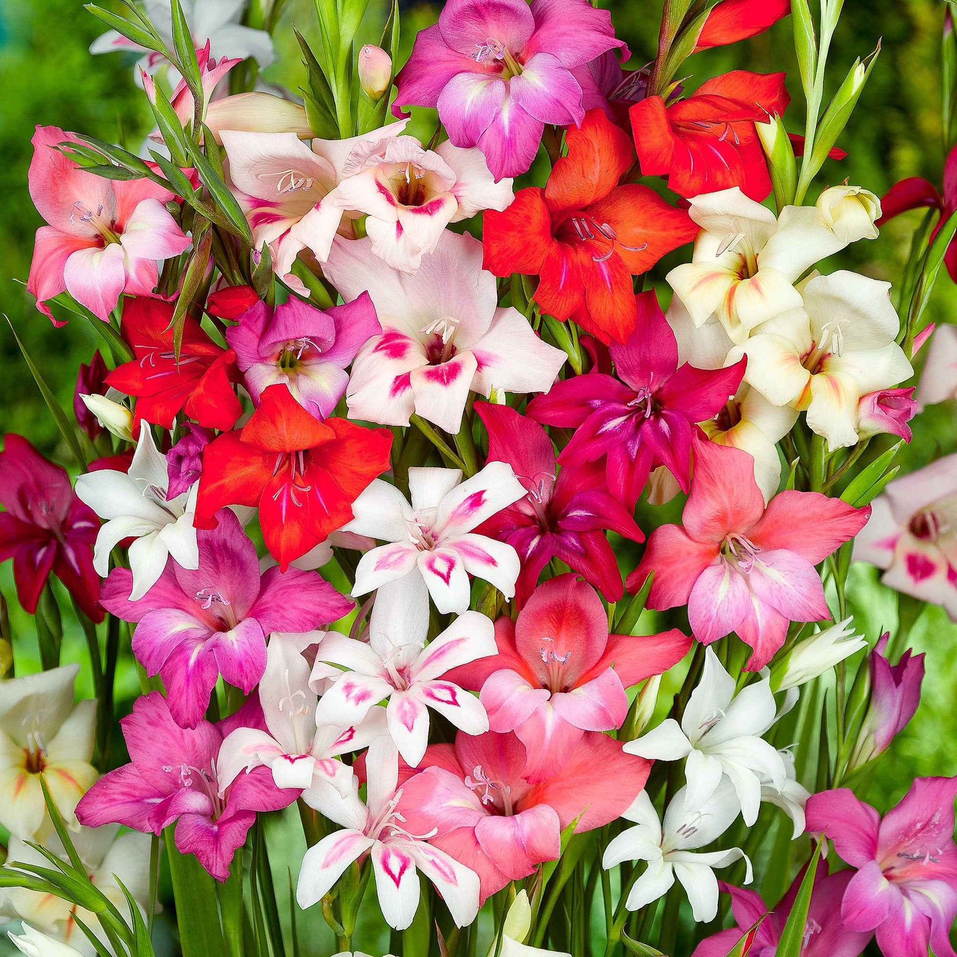 Zwerg-Gladiolen Mischung 'Nanus' - Gladiolus nanus - Blumenzwiebeln