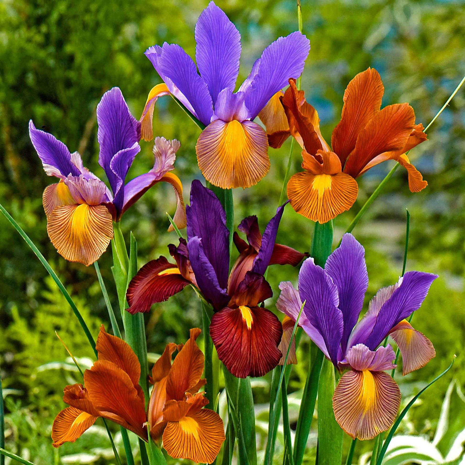 Holländische Iris Mischung (x40) - Iris hollandica 'tiger' - Blumenzwiebeln Frühlingsblüher