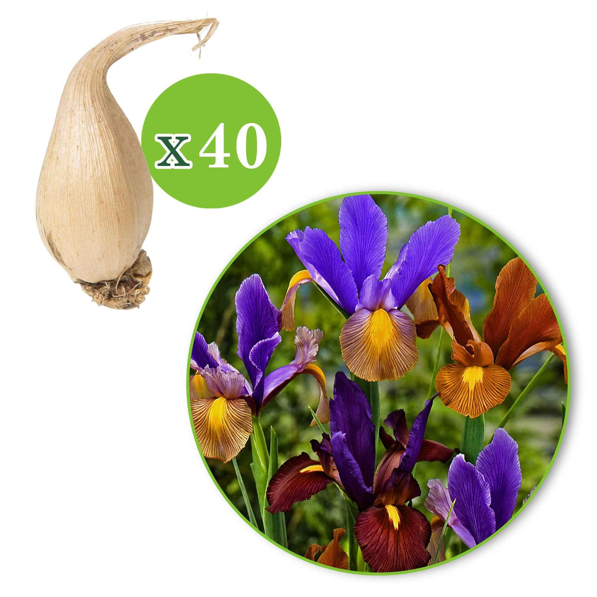 Holländische Iris Mischung (x40) - Iris hollandica 'tiger' - Iris