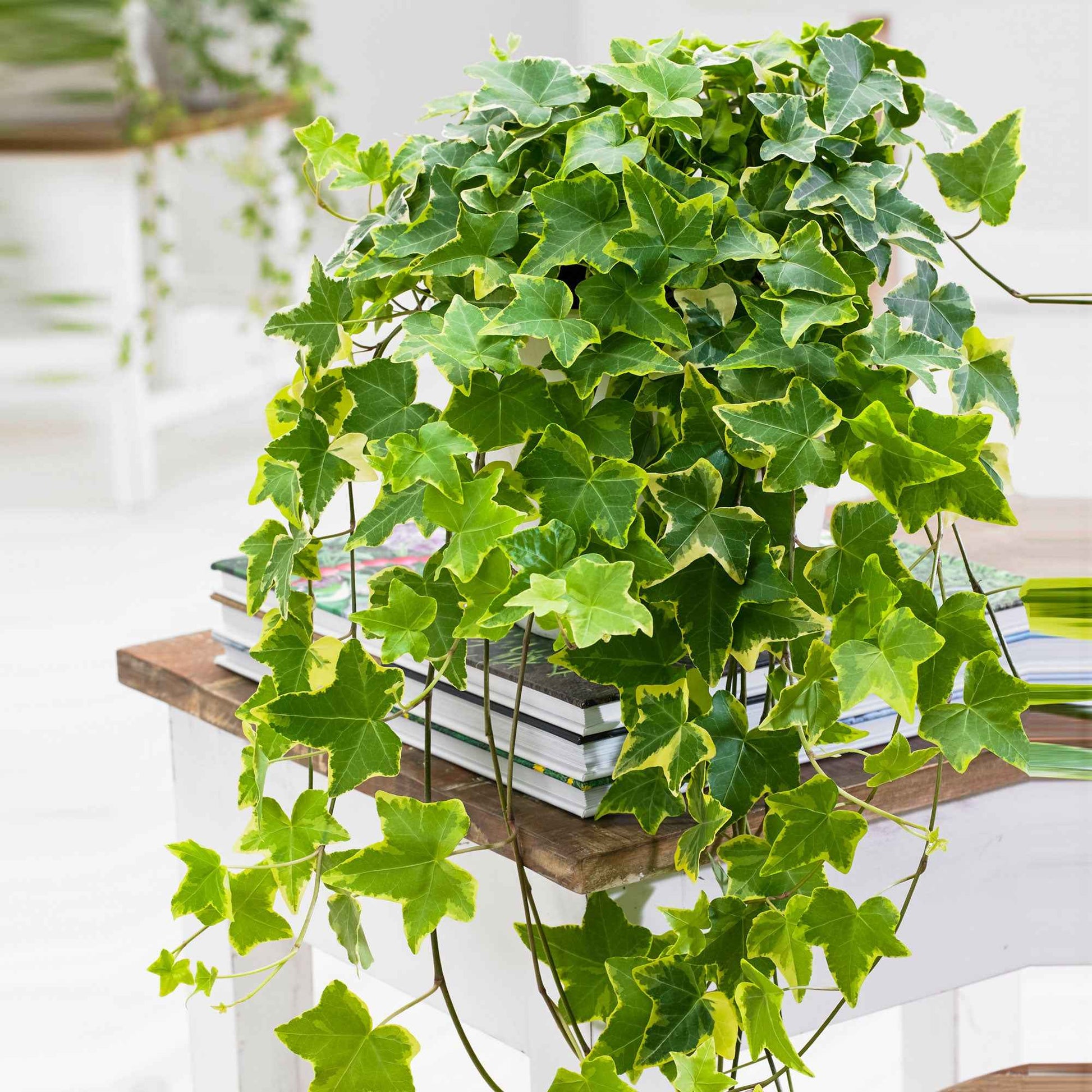 Efeu 'Goldchild' Hängepflanze - Hedera helix 'Goldchild'