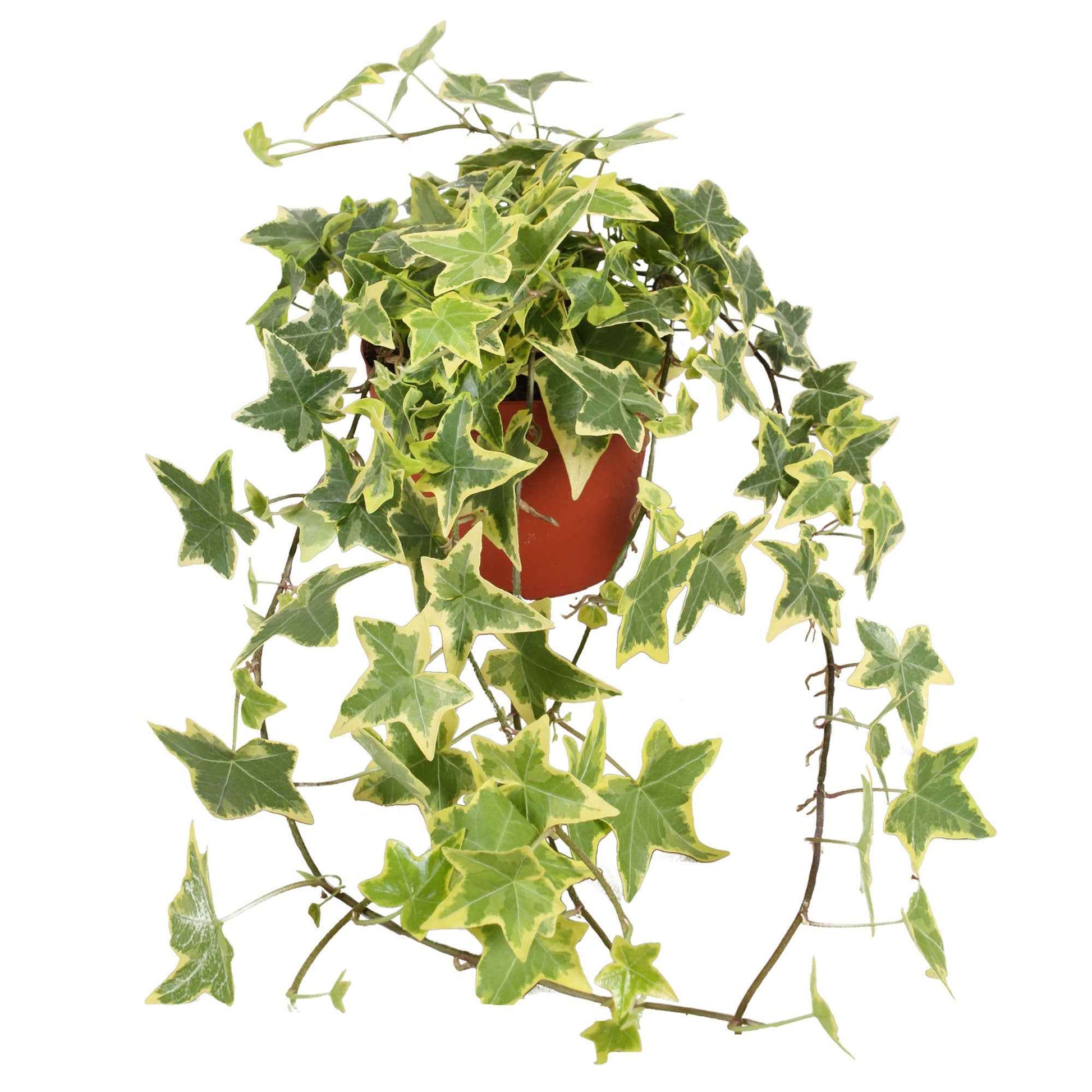 Efeu 'Goldchild' Hängepflanze - Hedera helix 'Goldchild'
