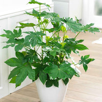 Zimmeraralie - Fatsia japonica - Zimmerpflanzen