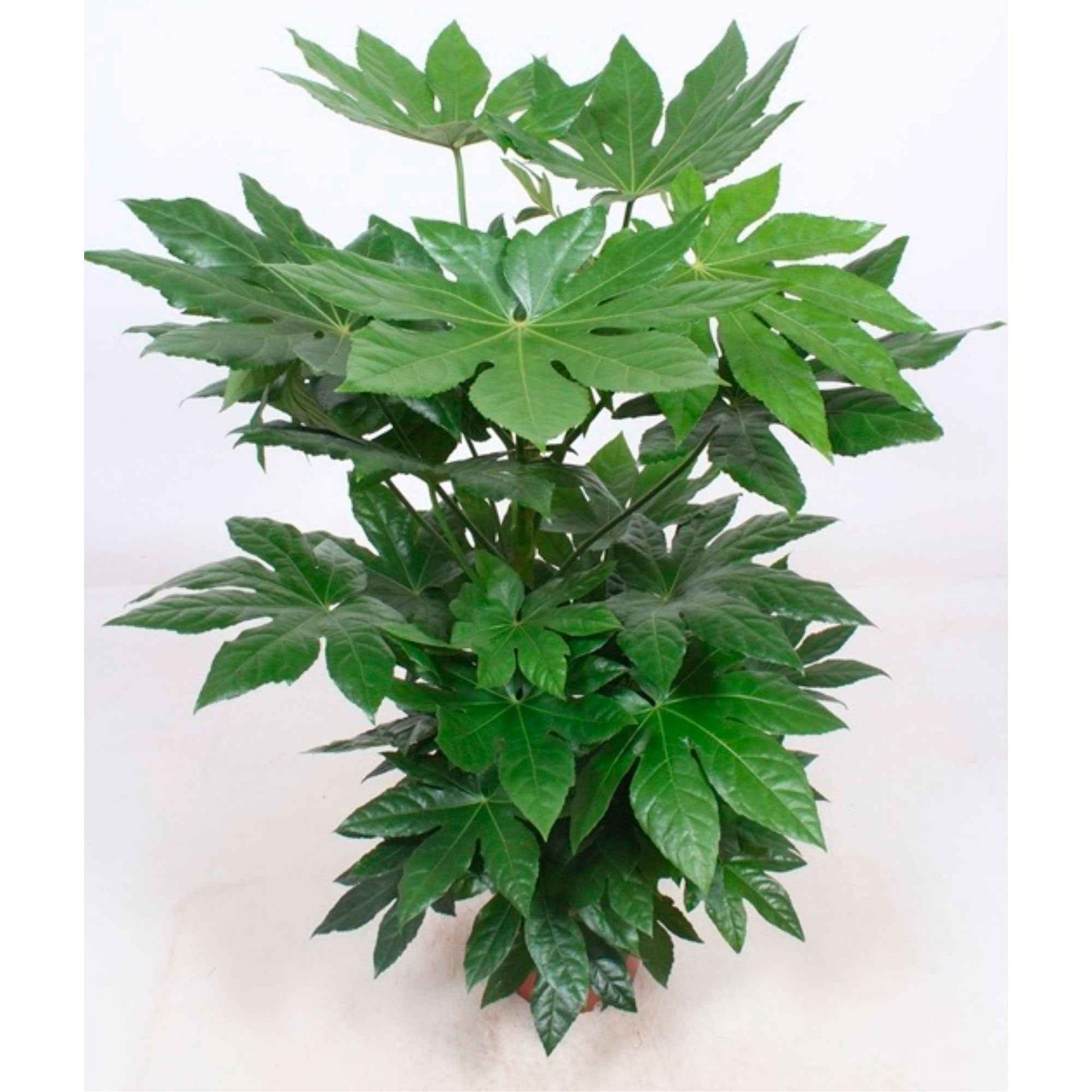 Zimmeraralie - Fatsia japonica - Grüne Zimmerpflanzen