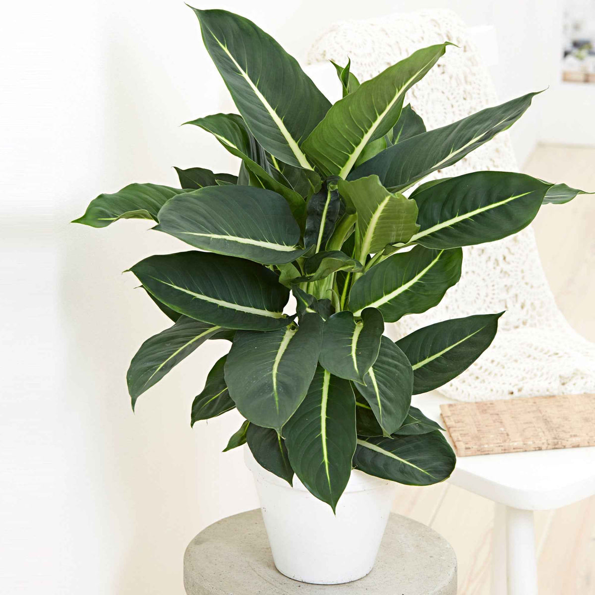 Dieffenbachie 'Green Magic' - Bakker