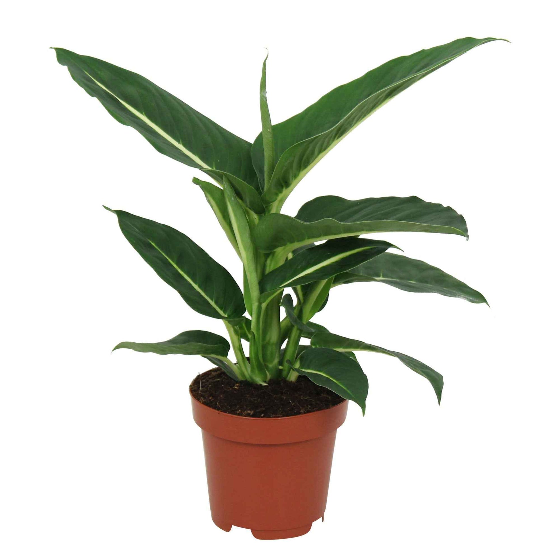 dieffenbachia giftig für menschen Dieffenbachie 'Green Magic' - Dieffenbachia green magic