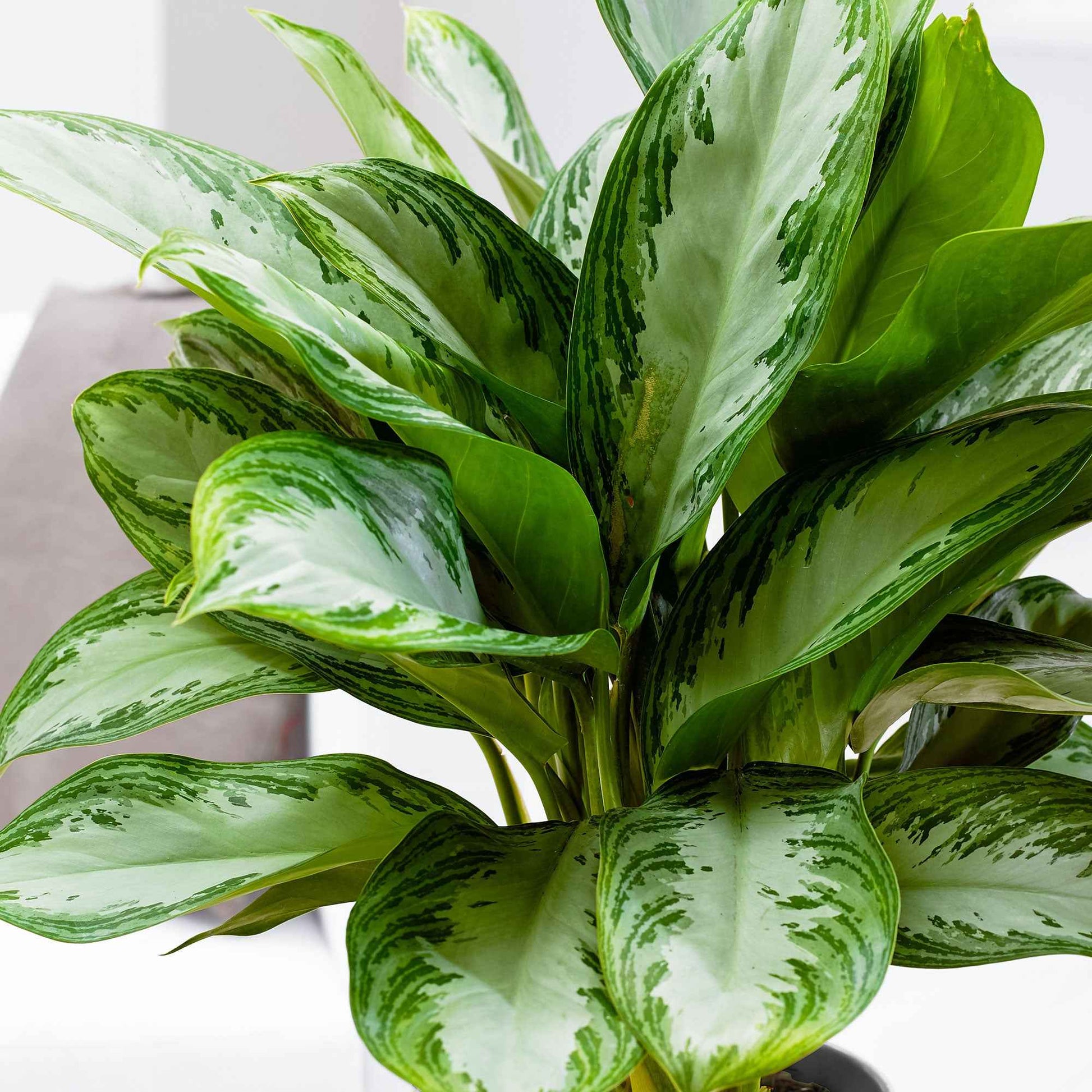 aglaonema kolbenfaden Kolbenfaden 'Silver Bay' - Aglaonema silver bay