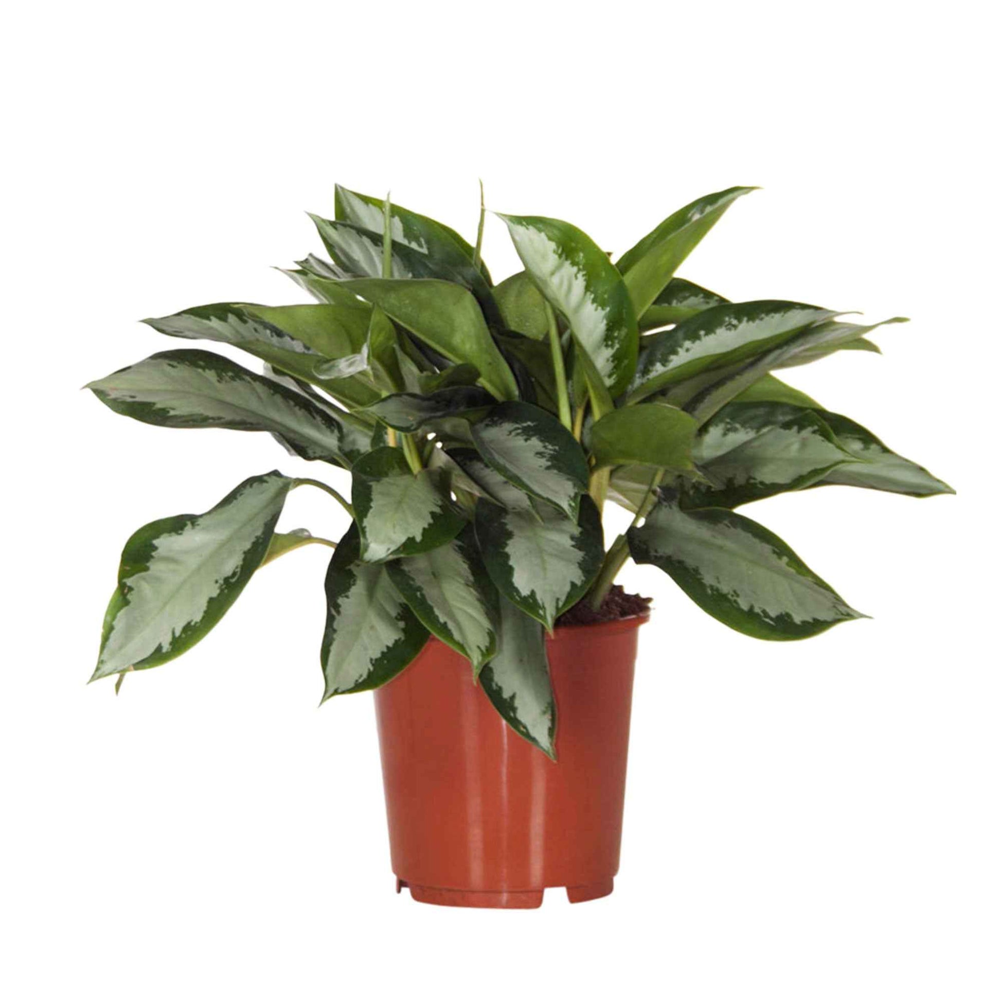 aglaonema kolbenfaden Kolbenfaden 'Silver Bay' - Aglaonema silver bay