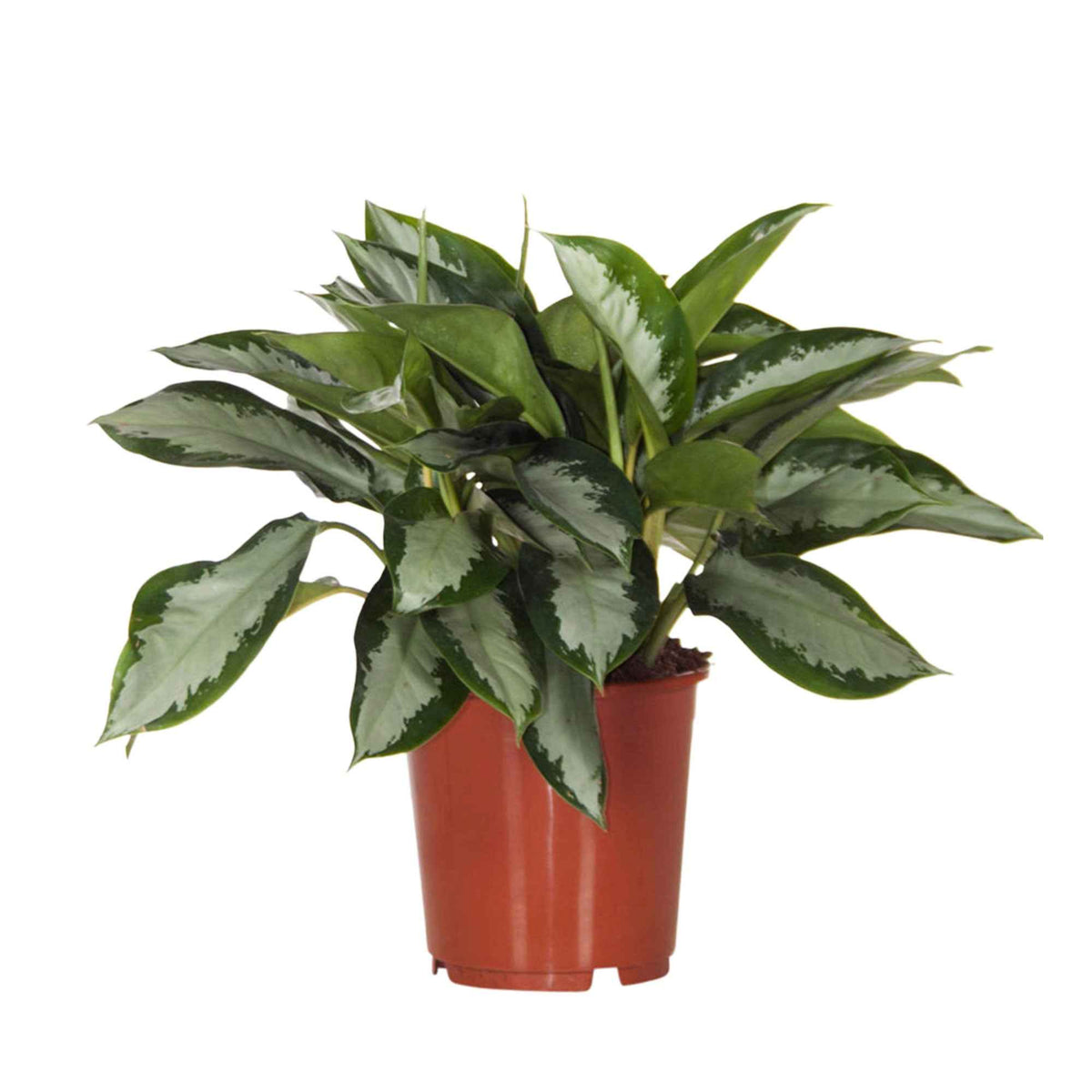 Aglaonema silver bay - Kolbenfaden 'Silver Bay' - Grüne Zimmerpflanzen