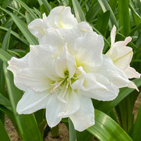 Amaryllis rosa und weiß