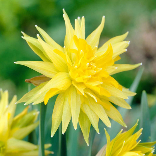 Narzissen 'Rip van Winkle' (x5) - Narcissus rip van winkle - Blumenzwiebeln