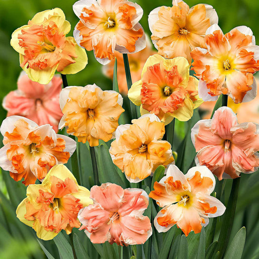 Narzissen Mischung 'Flower Power' (x10) - Bakker