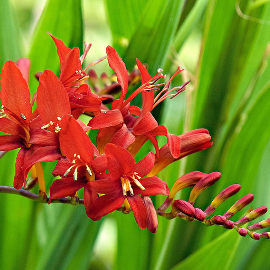 Crocosmia 'Lucifer' rot (x15) - Crocosmia red - Blumenzwiebeln