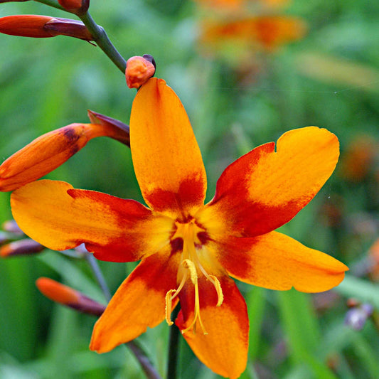 Montbretie 'Emily McKenzie' (x15) - Bakker