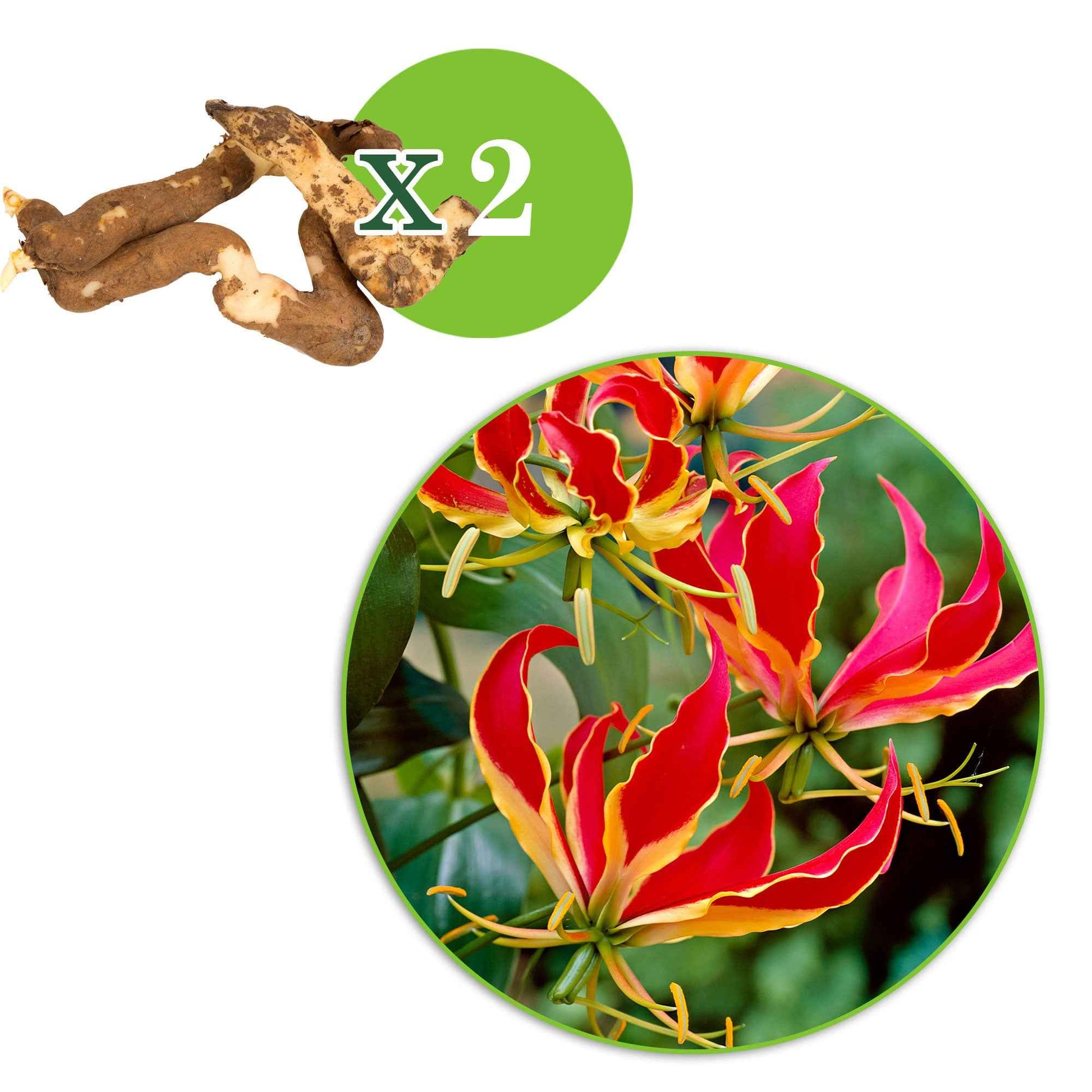 Ruhmeskrone 'Rothschildiana' (x2) - Gloriosa superba  'rothschildiana' - Blumenzwiebeln Sommerblüher