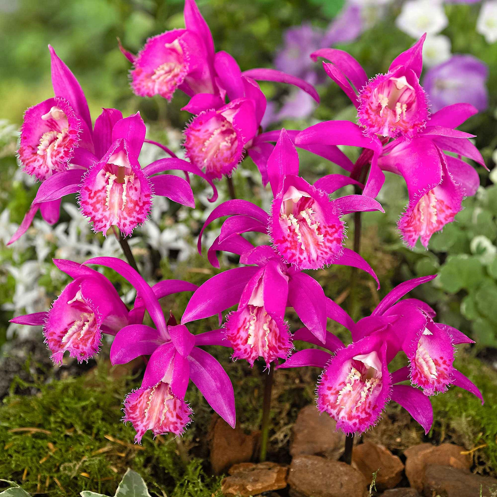 Orchidee 'Pleione Tongariro' - Pleione tongariro - Blumenzwiebeln
