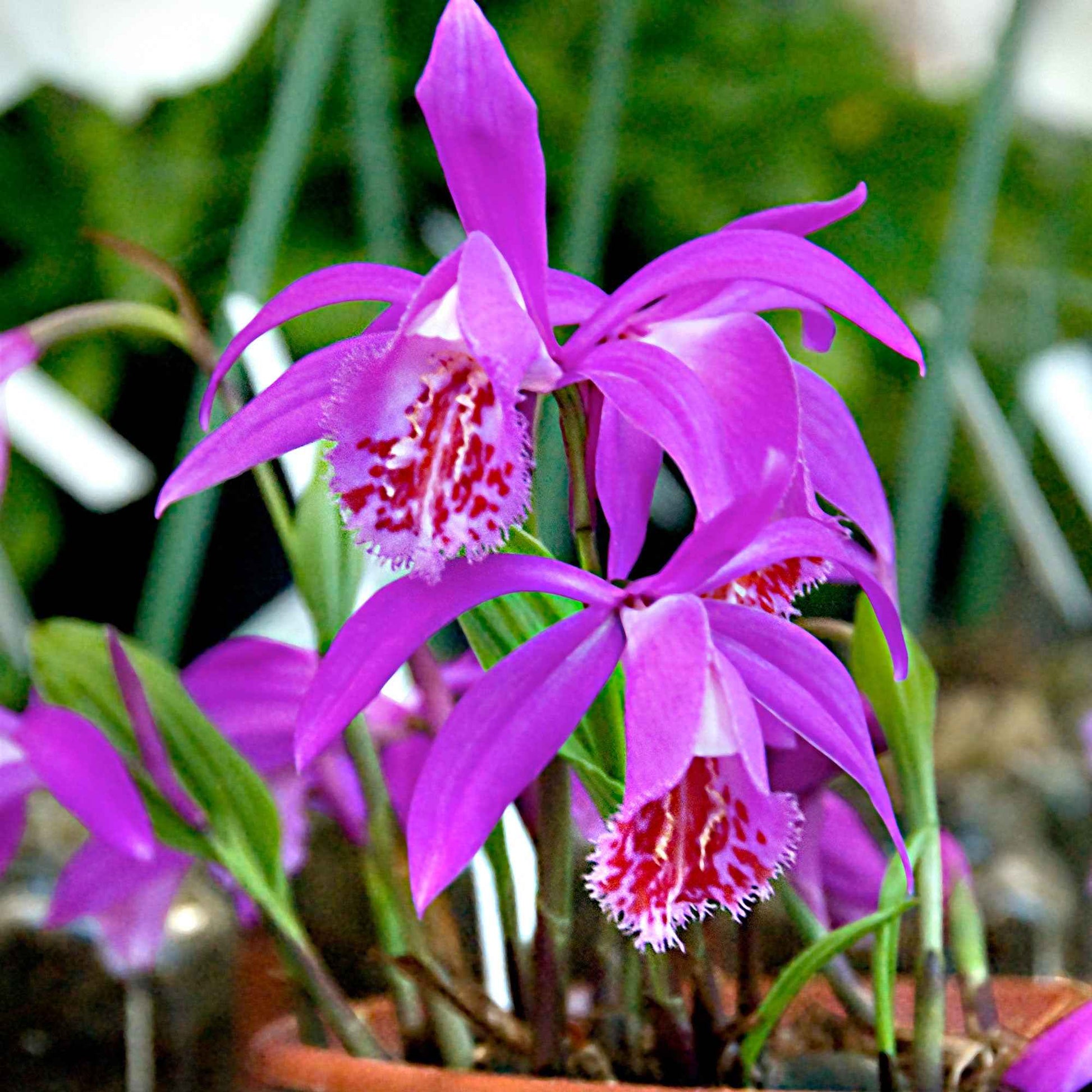 Orchidee 'Pleione Tongariro' - Pleione tongariro - Blumenzwiebel-pakete