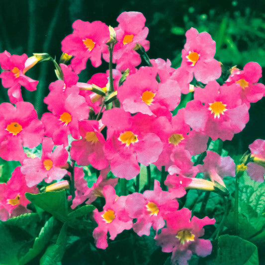Yunnan-Freilandgloxinie - Bakker