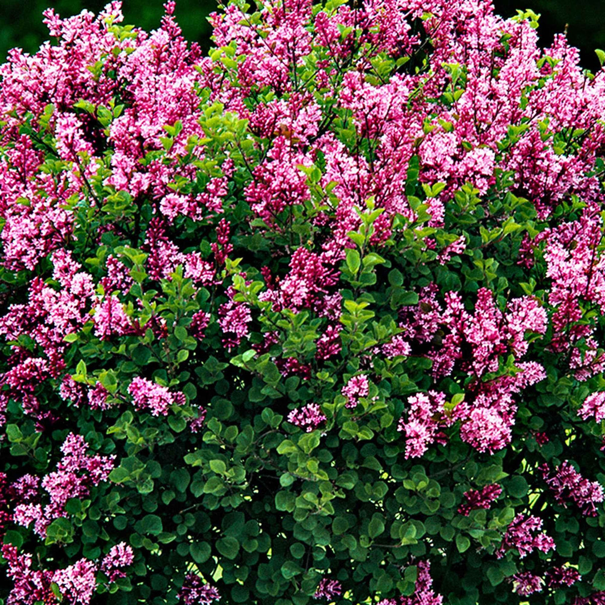 Syringa meyeri  palibin - Zwergflieder 'Palibin'™ - Blühende Sträucher