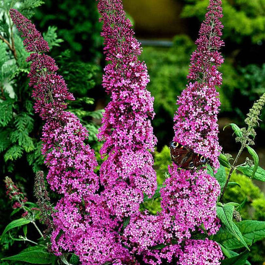 Schmetterlingsflieder 'Pink Delight' - Buddleja davidii pink delight - Gartenpflanzen