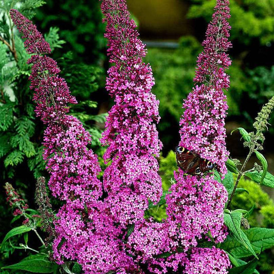 Schmetterlingsflieder 'Pink Delight' - Bakker