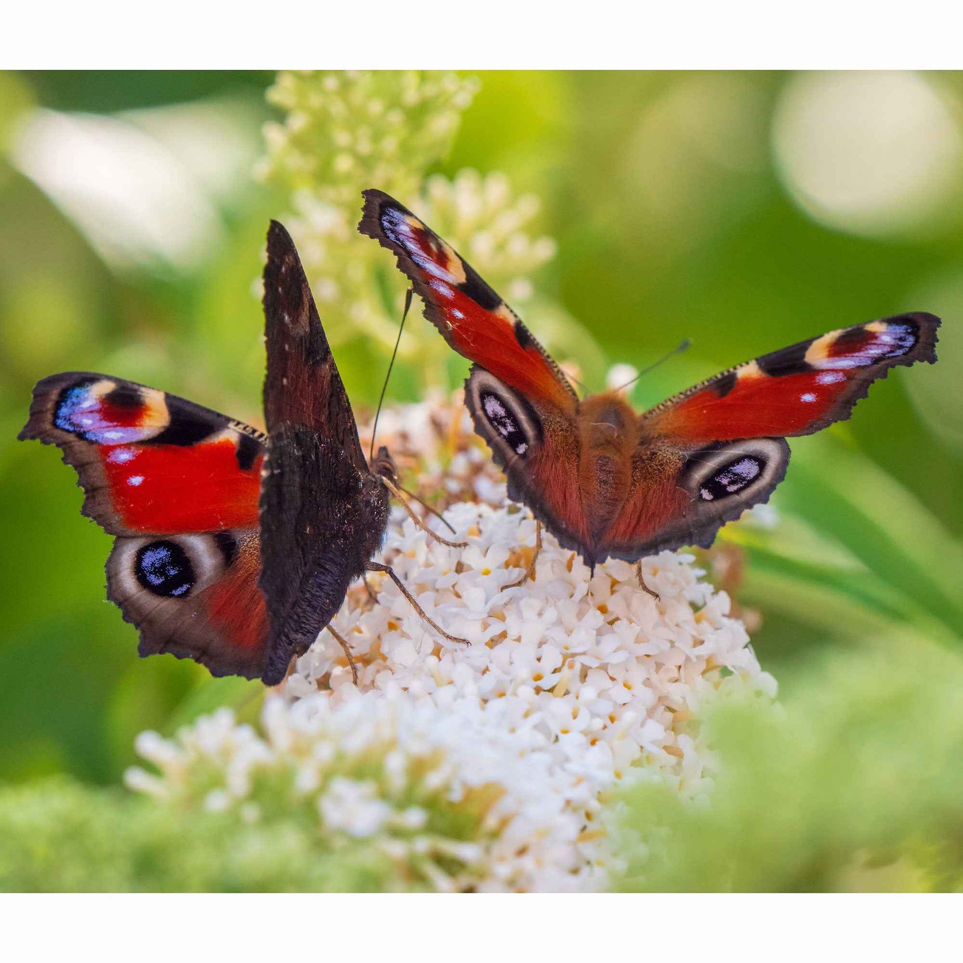 Schmetterlingsflieder Mischung 'Royal Red' + 'White Profusion' + 'Empire Blue' - Buddleja davidii Royal Red, White Profusion, Empire Blue - Pflanzeneigenschaften