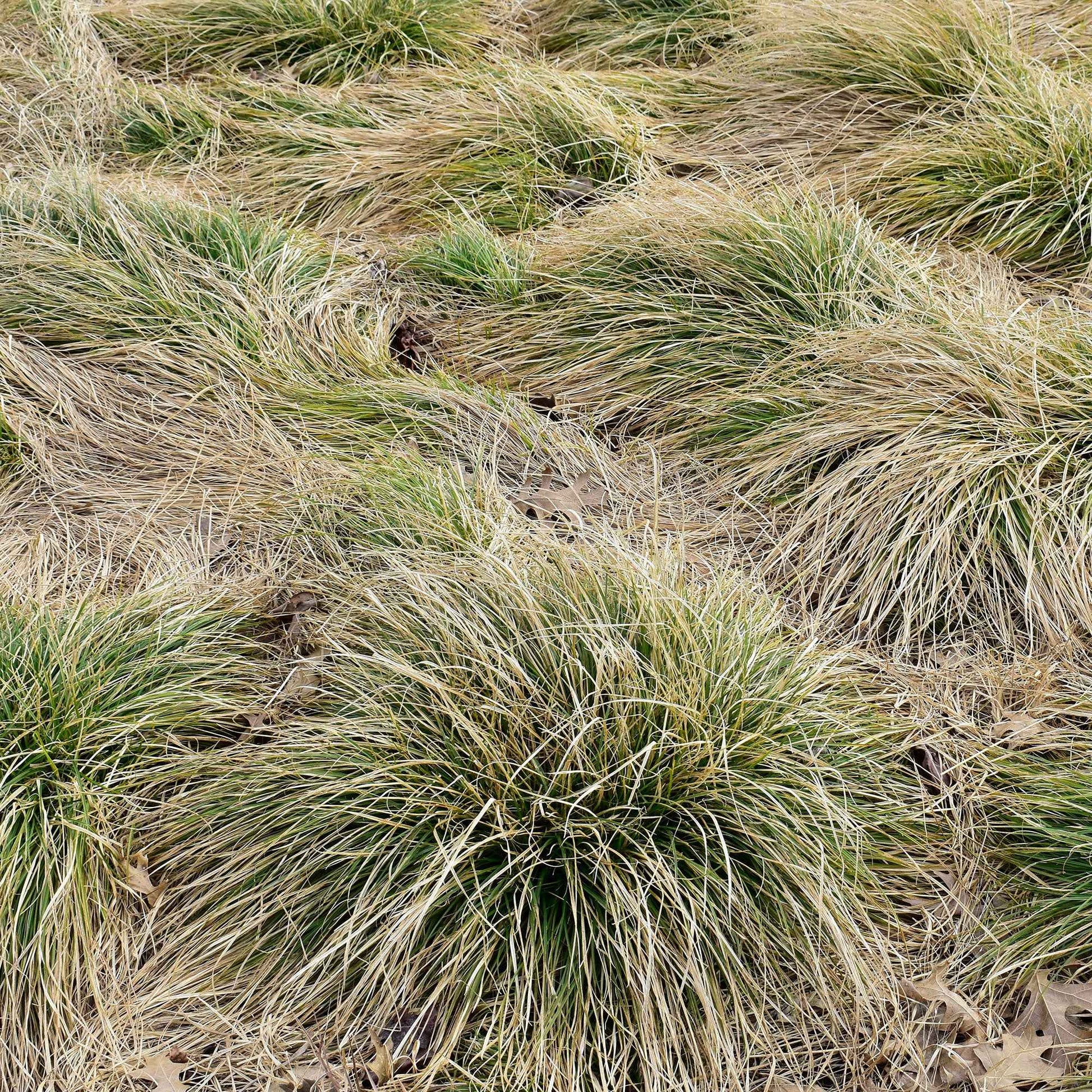 Segge 'Frosted Curls' - Carex comans frosted curls - Sträucher und Stauden