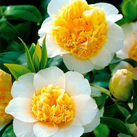 Kamelie Camellia 'Brushfields Yellow' wei?-gelb - Winterhart - Camellia japonica 'Brushfields Yellow' - Kamelie