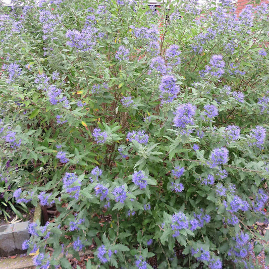 Bartblume 'Heavenly Blue' - Caryopteris clandonensis heavenly blue - Gartenpflanzen