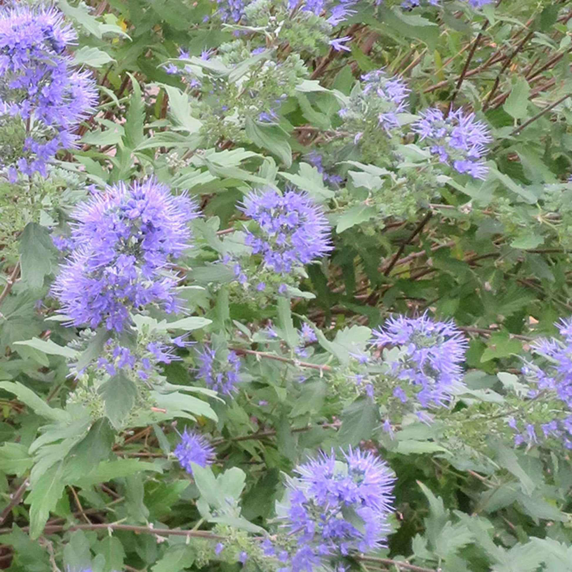 Bartblume 'Heavenly Blue' - Caryopteris clandonensis heavenly blue - Sträucher und Stauden
