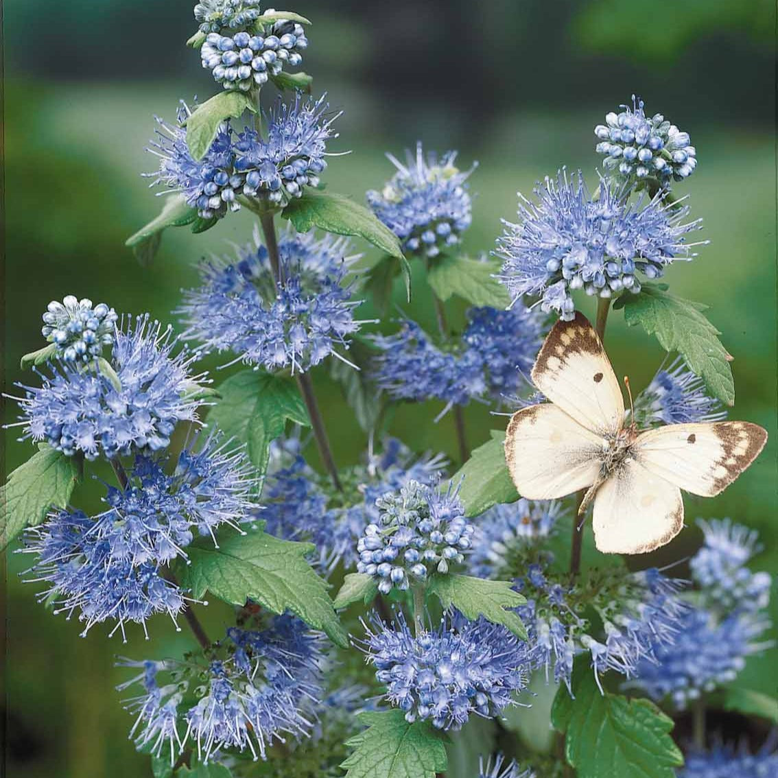 Bartblume 'Heavenly Blue' - Caryopteris clandonensis heavenly blue - Sträucher