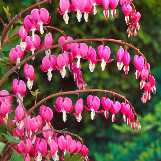 Tränendes Herz - Dicentra spectabilis - Gartenpflanzen