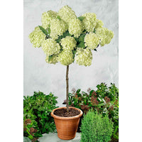 Rispenhortensie 'Limelight' - Hydrangea paniculata limelight ® - Hortensien