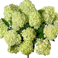 Rispenhortensie 'Limelight' - Hydrangea paniculata limelight ® - Gartenpflanzen