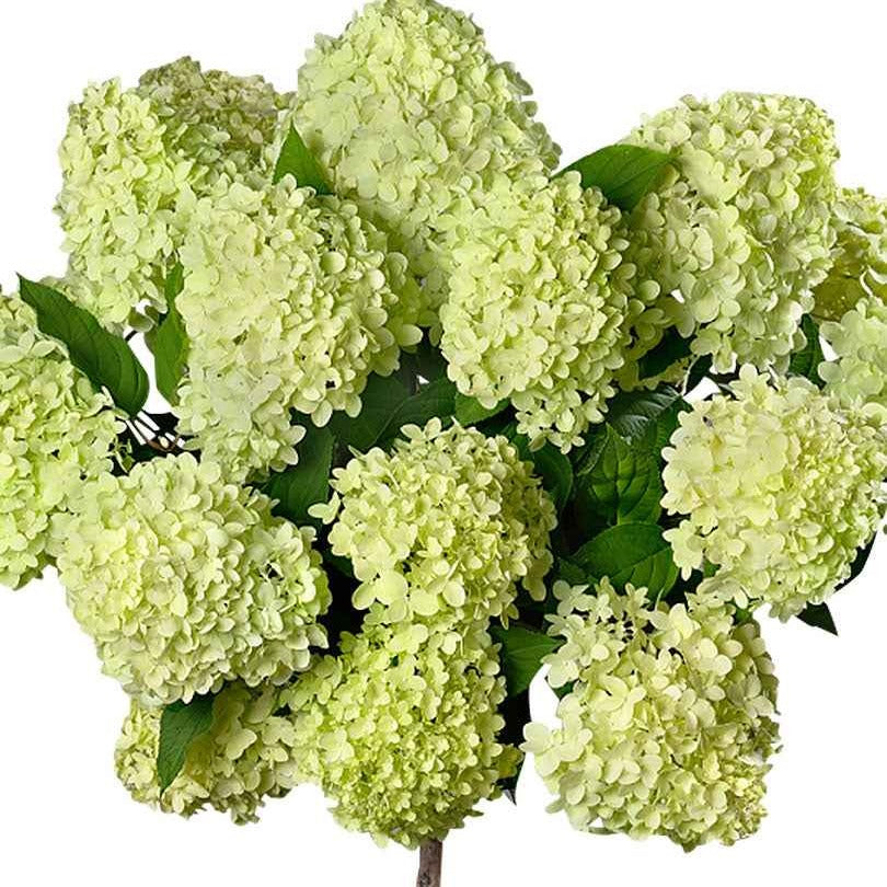 Rispenhortensie 'Limelight' - Hydrangea paniculata limelight ® - Gartenpflanzen
