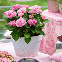 Bauernhortensie 'Revolution Pink' - Hydrangea macrophylla 'revolution pink' - Gartenpflanzen