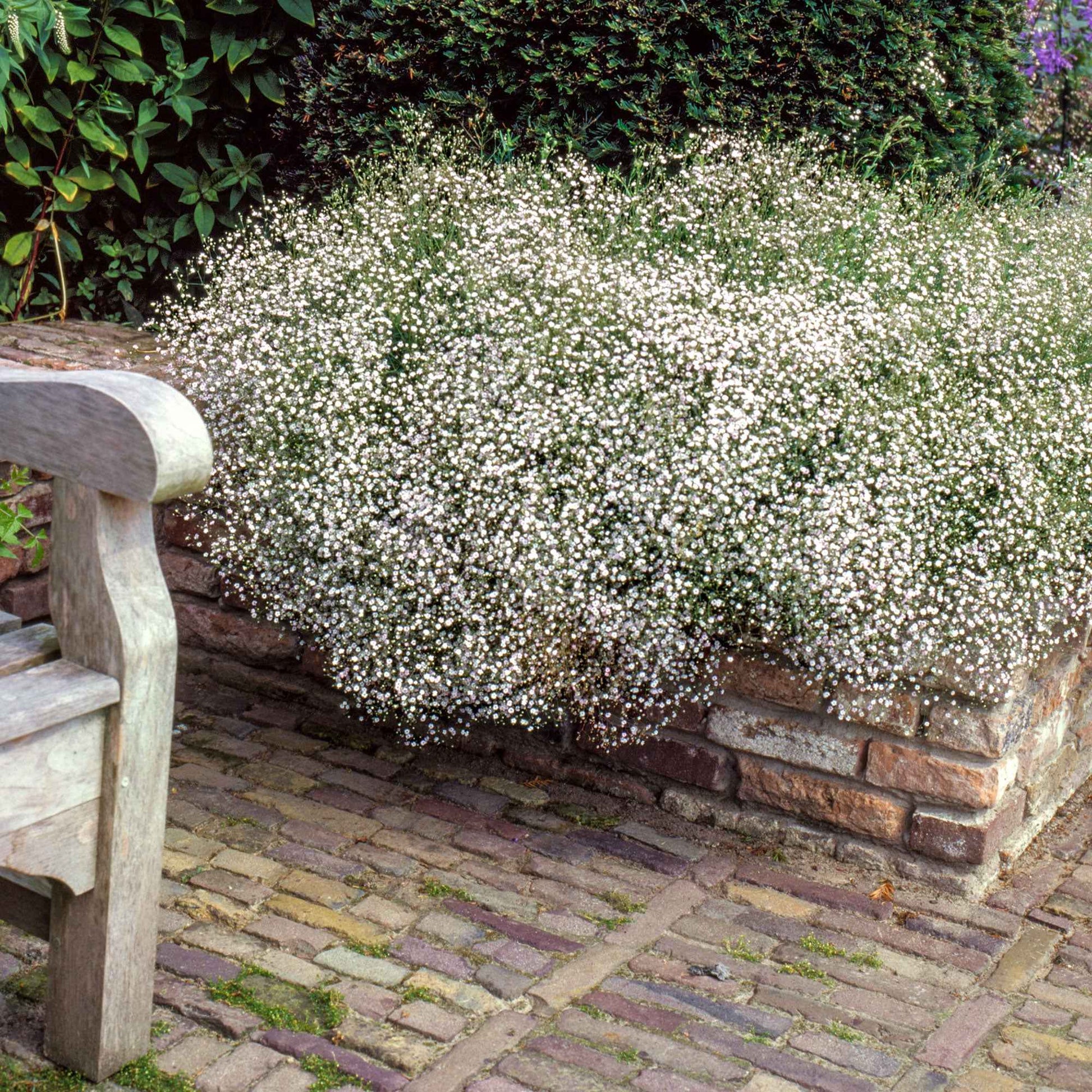 Staudenkollektion für ländliche Beete. (x 11) - Delphinium, gypsophila paniculata, centranthus ruber - Gartenpflanzen