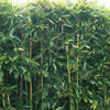 Bisset-Bambus - Phyllostachys bissetii - Gartenpflanzen