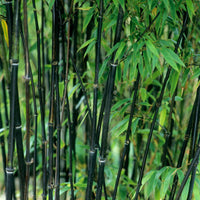 Bambus schwarz - Phyllostachys nigra - Gartenpflanzen