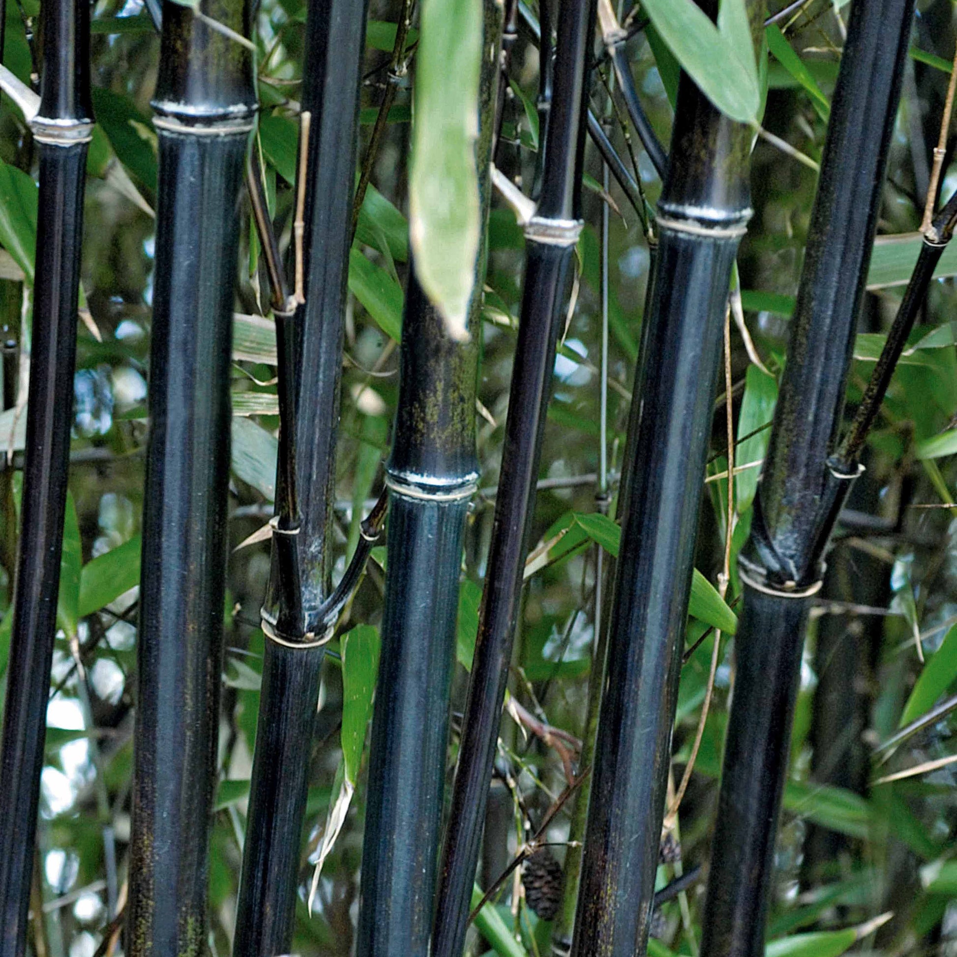 Bambus schwarz - Phyllostachys nigra - Pflanzensorten