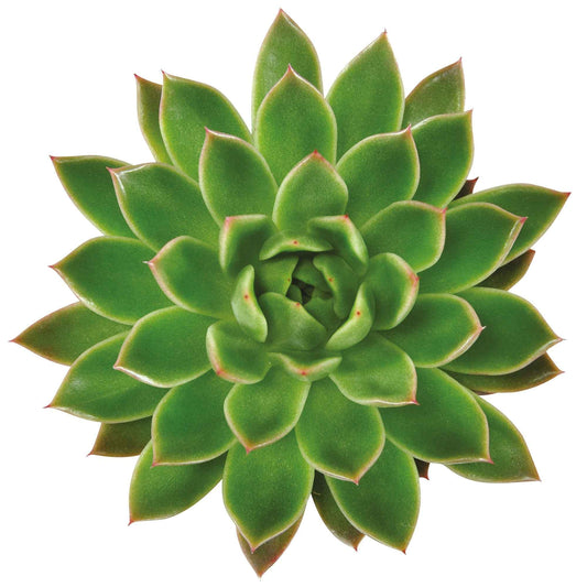 Sukkulente Echeveria agavoides - Bakker