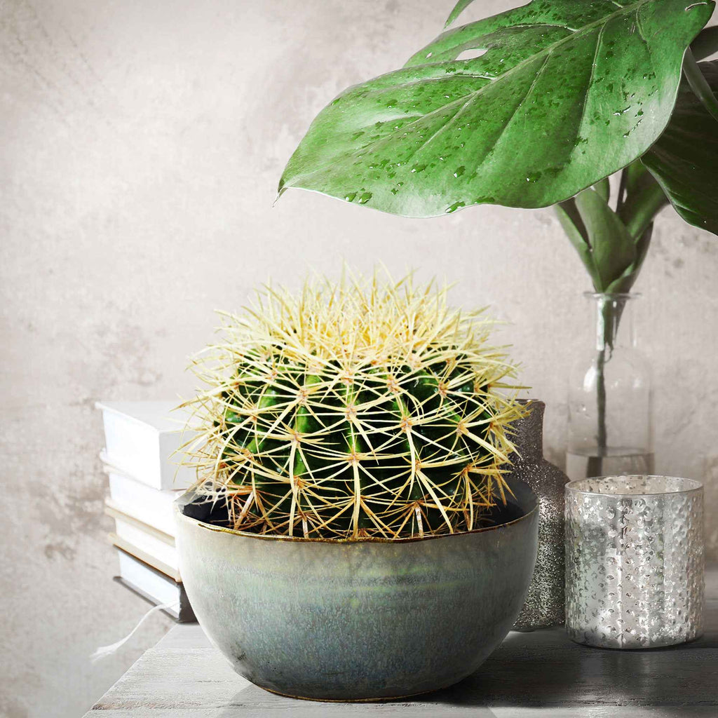 moosstab monstera Moosstab XL Komplett-Set 100cm inkl. Sphagnummoos – PlantMe main image 0