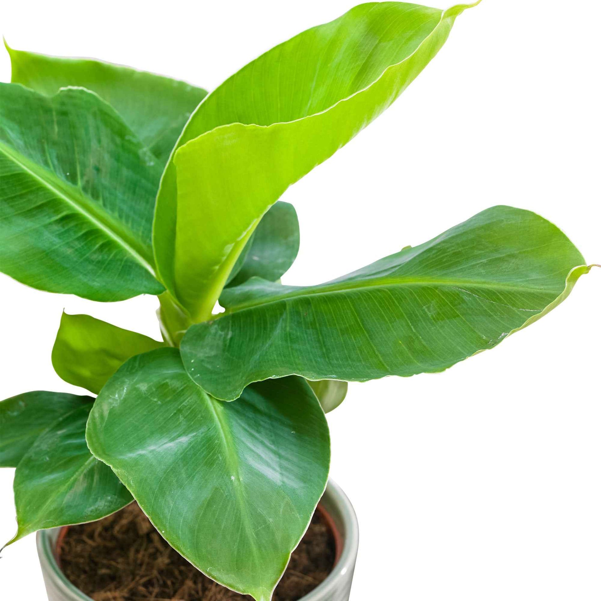 Bananenpflanze 'Oriental Dwarf' - Musa oriental dwarf - Grüne Zimmerpflanzen