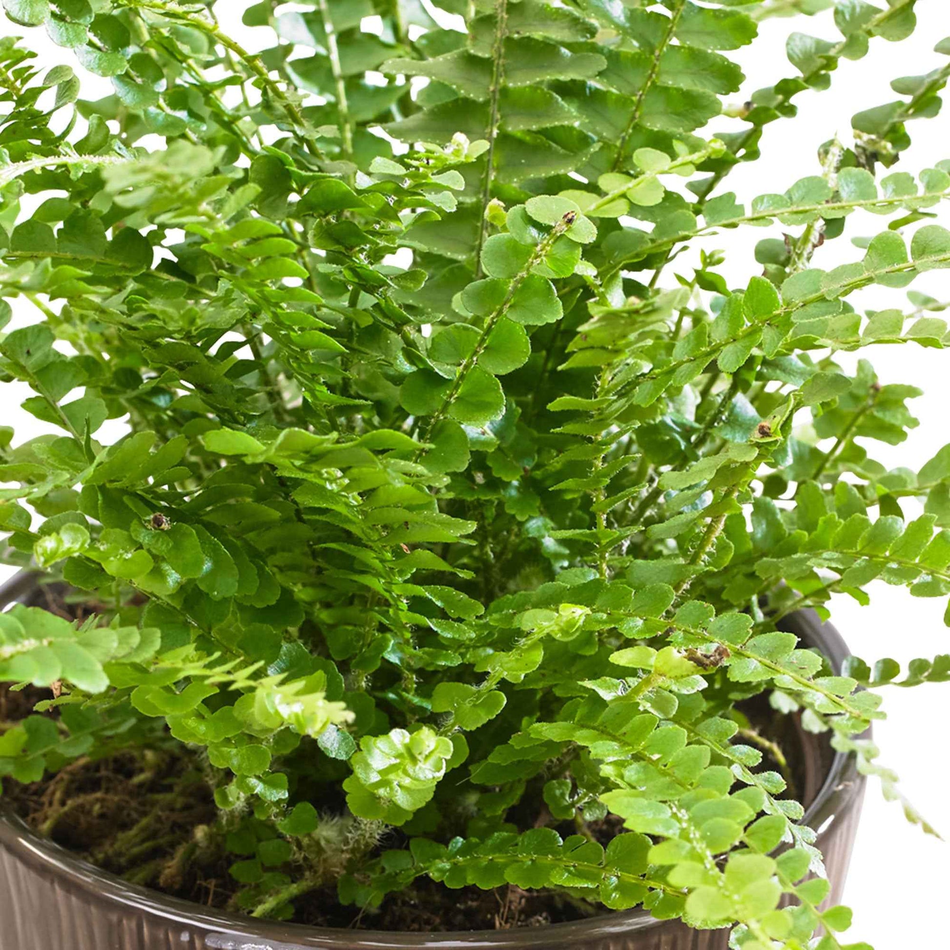 Schwertfarn 'Duffi' - Nephrolepsis exaltata duffi