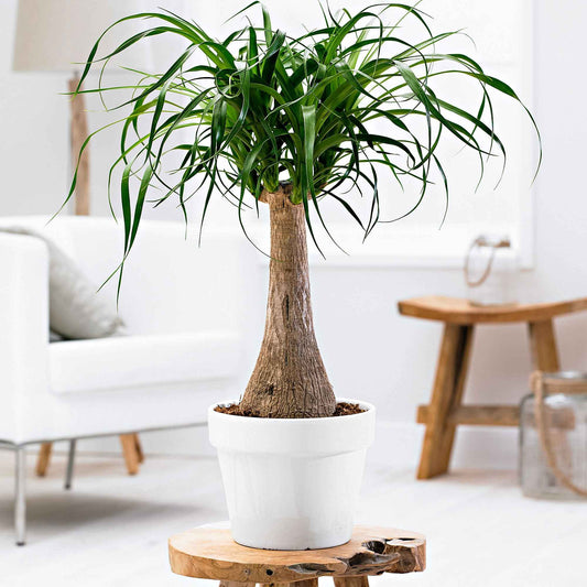 Elefantenfuß - Bakker