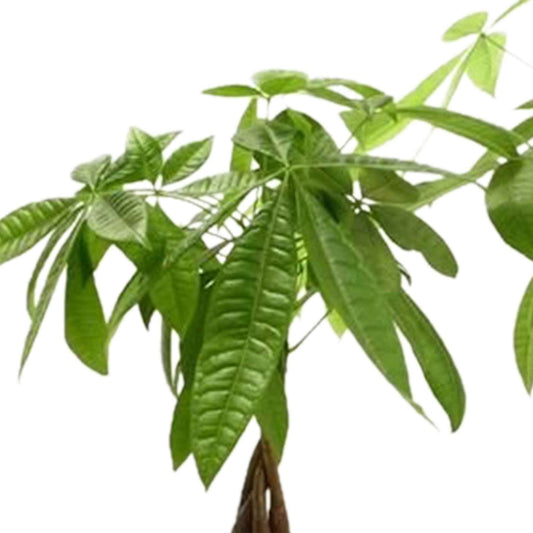 Glückskastanie Pachira aquatica geflochtener Stamm - Bakker