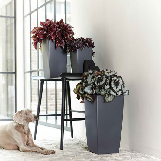 Blattbegonie 'Evening Glow' - Bakker