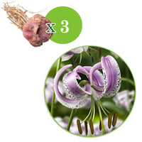 Lankongense Lilie (x3) - Lilium lankongense - Blumenzwiebeln Sommerblüher