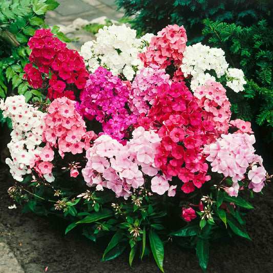 Flammenblumen Mischung (x5) - Phlox paniculata - Gartenpflanzen